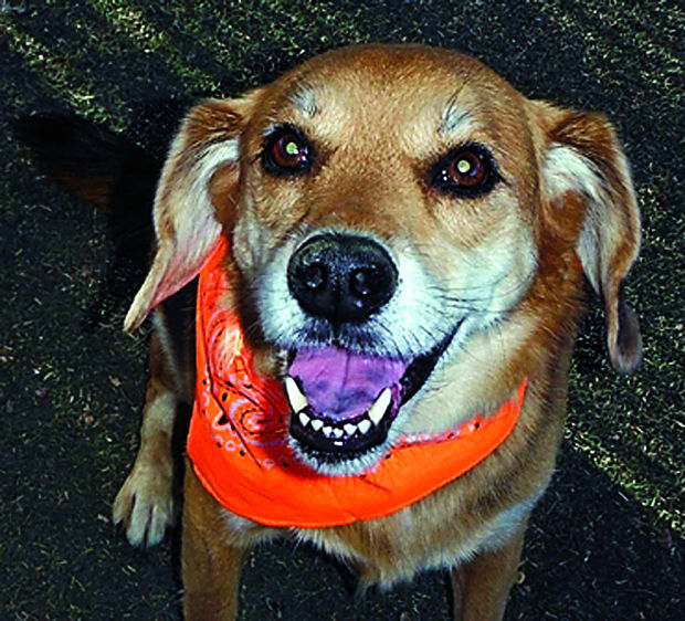 Adopt a friend